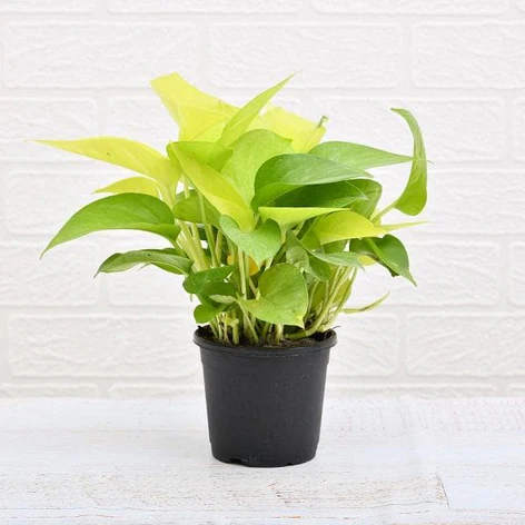 Calathea Orbifolia